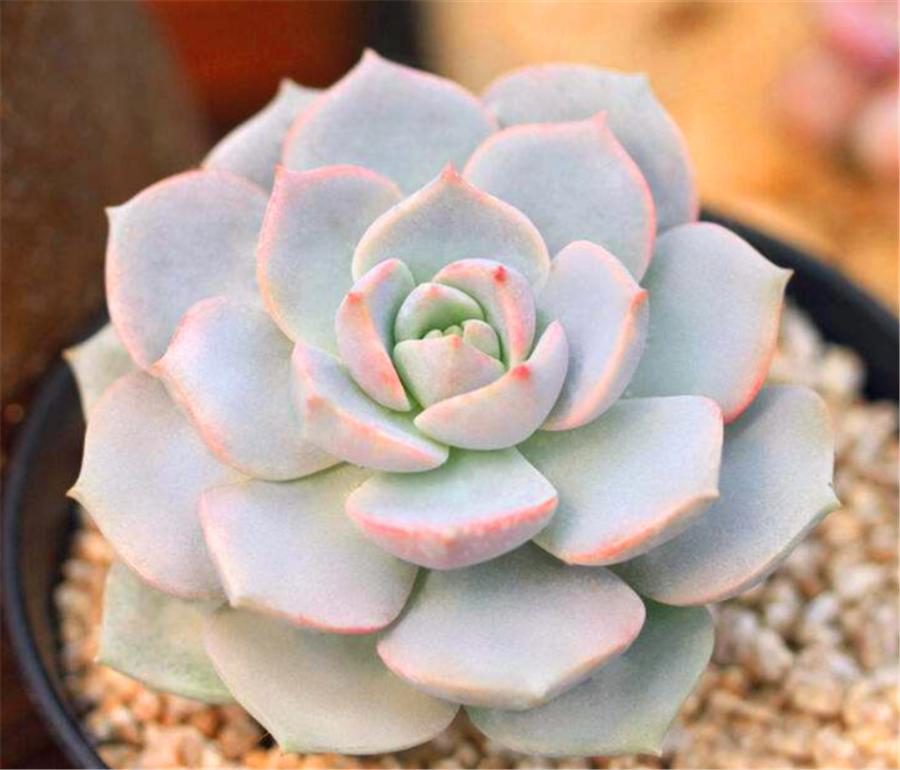 白牡丹多肉越来越白怎么回事,多肉白牡丹怎么度夏