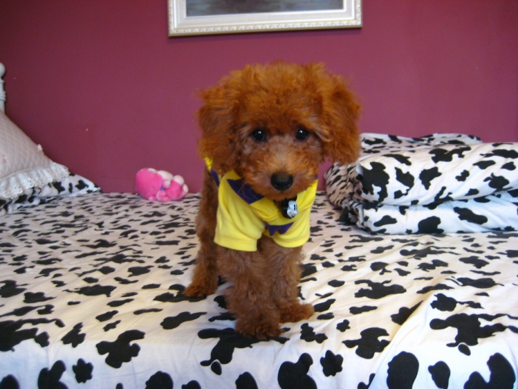 泰迪出现这几种异常行为，是因为它“缺爱”