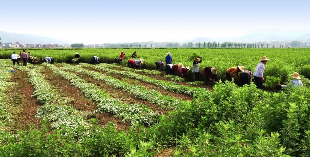 最近很火的艾灸推荐,艾灸贴最新款