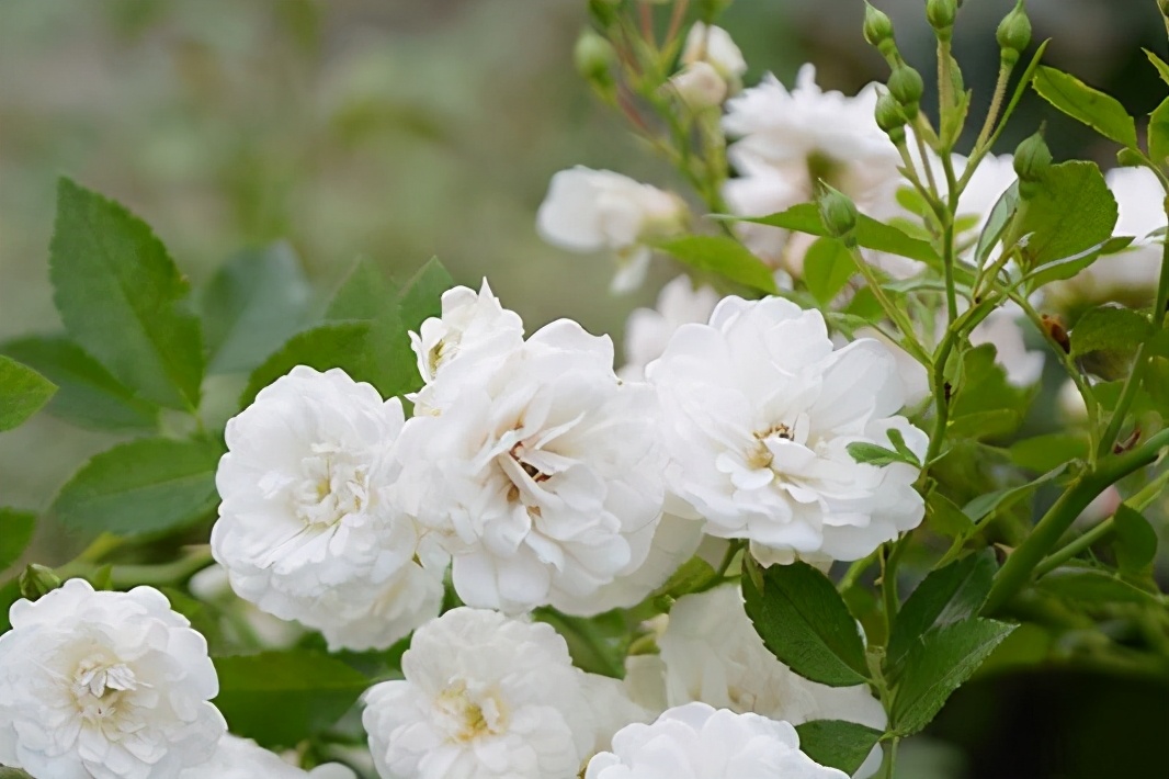 封闭阳台养哪些藤本月季,可以牵引做拱门的月季有哪些品种