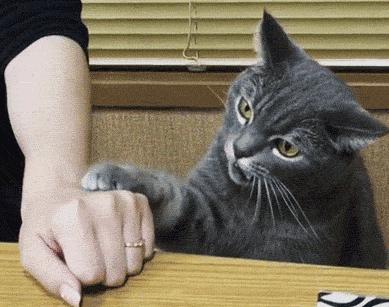 教你几招纠正猫咪坏习惯,猫咪犯错了该怎么打