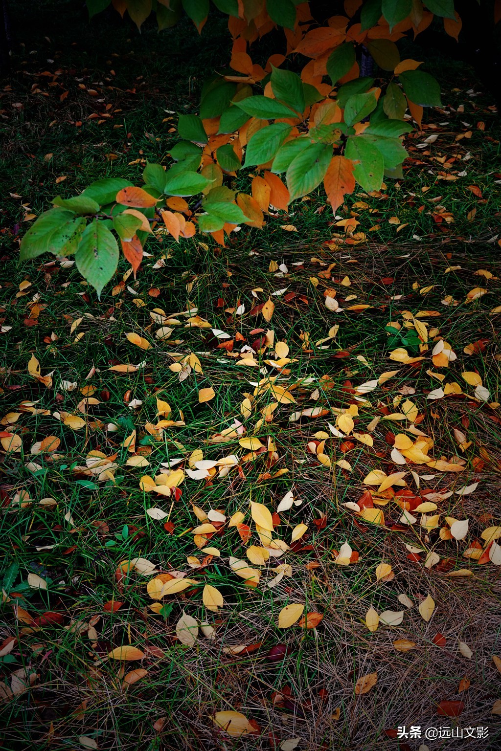 索尼黑卡二怎么拍,索尼黑卡2大光圈拍视频