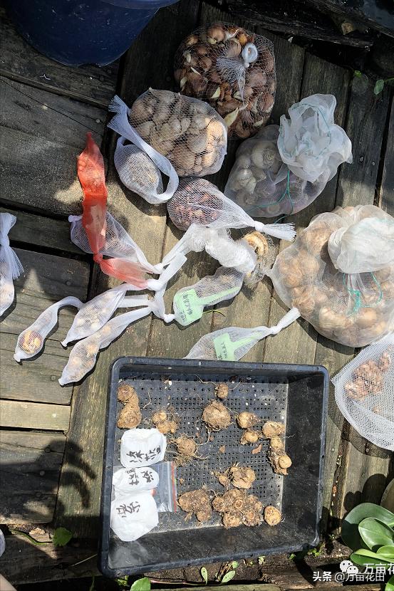 裸根百子莲的栽种方法,马蹄莲的球根种植方法图片大全