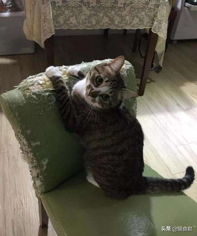 家里的猫咪调皮没规矩，主人该如何才能让它变得乖巧起来？