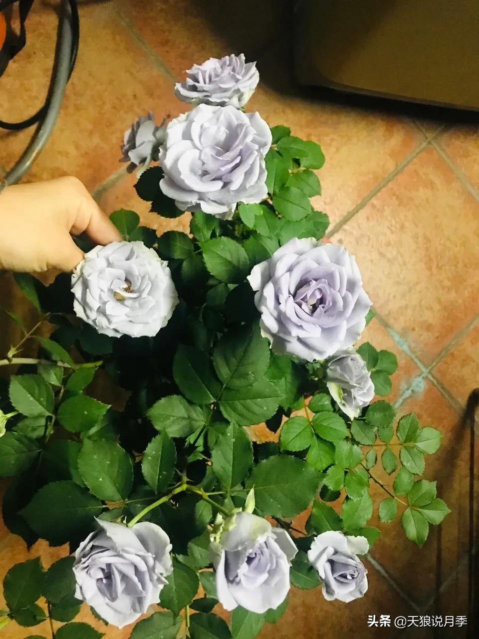 月季花是时候展现真正的技术了 (开春的第一波月季花就这么过去了)