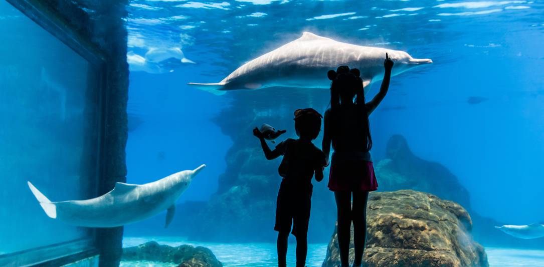 珠海长隆海洋王国游玩省钱攻略,珠海长隆海洋王国游玩攻略时间表