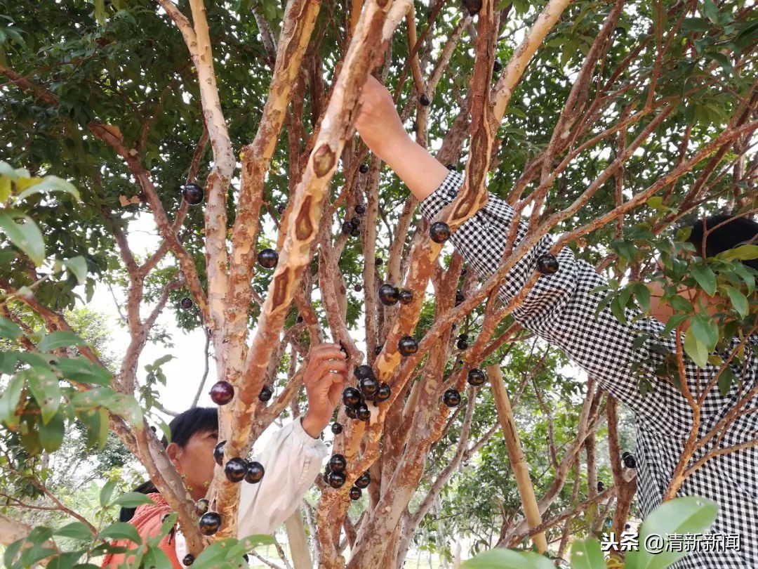 神奇!太平金门有种长在树干上的果子!