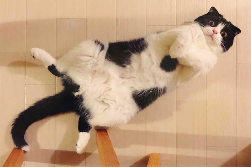 渡边有希美｜「日々猫々」与猫一起生活的日子