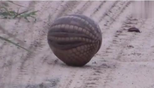 山海经中哪些是人类发现的,山海经中哪些真实存在的生物