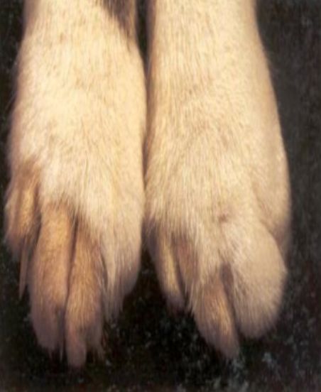 毛真菌感染治疗方法,毛孩子反复感冒怎么办