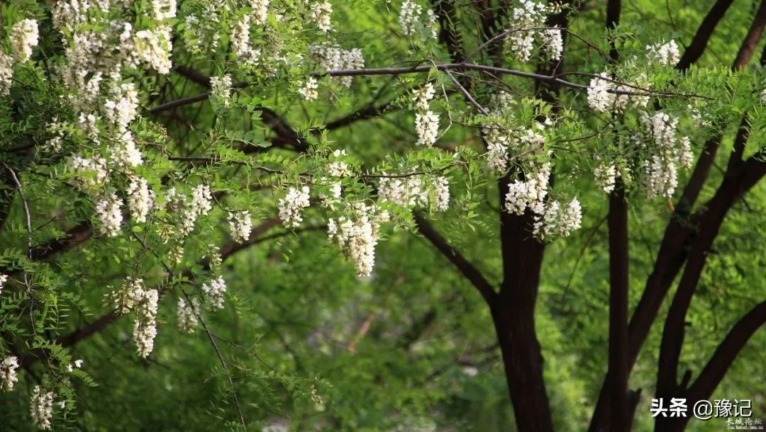 河南老槐花有什么好吃的,老家人爱吃的风味槐花