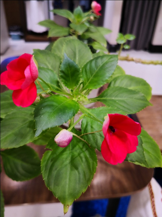 西宁之夏丨遇见美丽的凤仙花