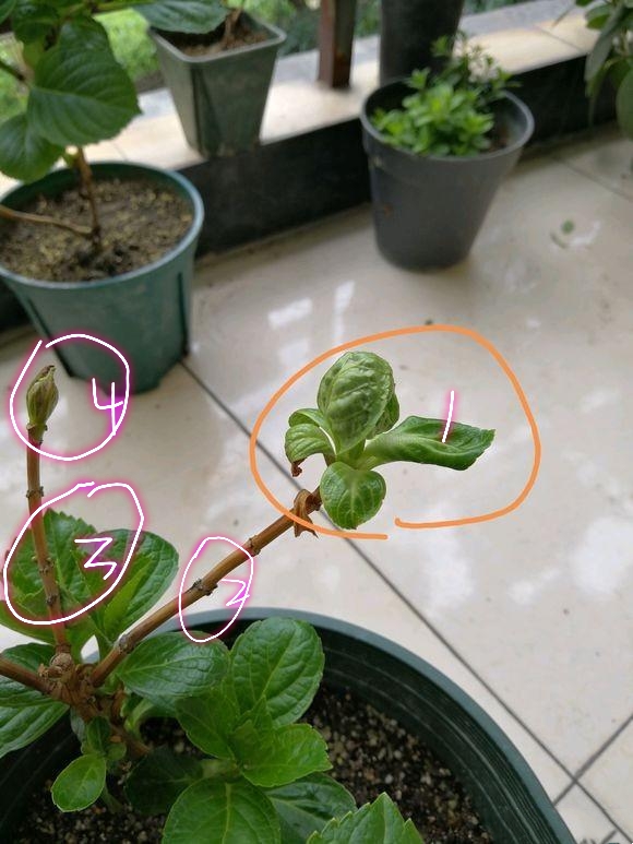 我养的花有点叶子不绿了怎么办,绣球的花苞枯萎怎么办修剪