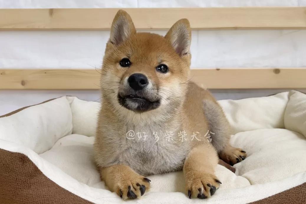 新手养狗不要被欺骗,新手养犬十大误区