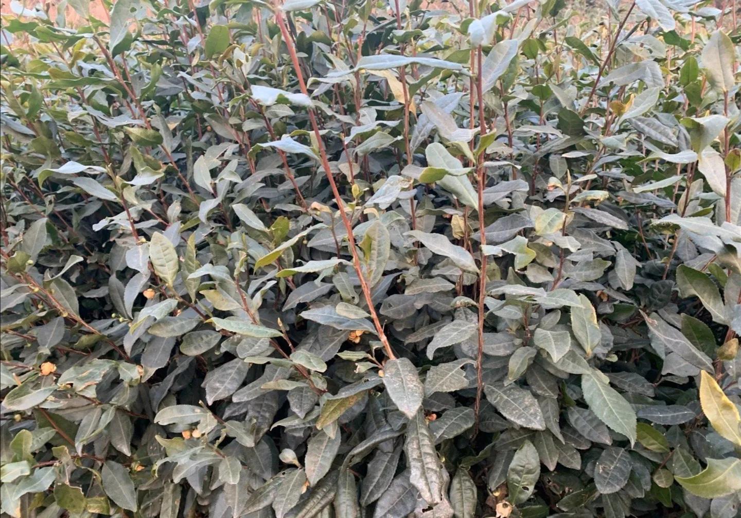 山东日照好的茶叶品种是什么,山东有名的茶叶是什么茶