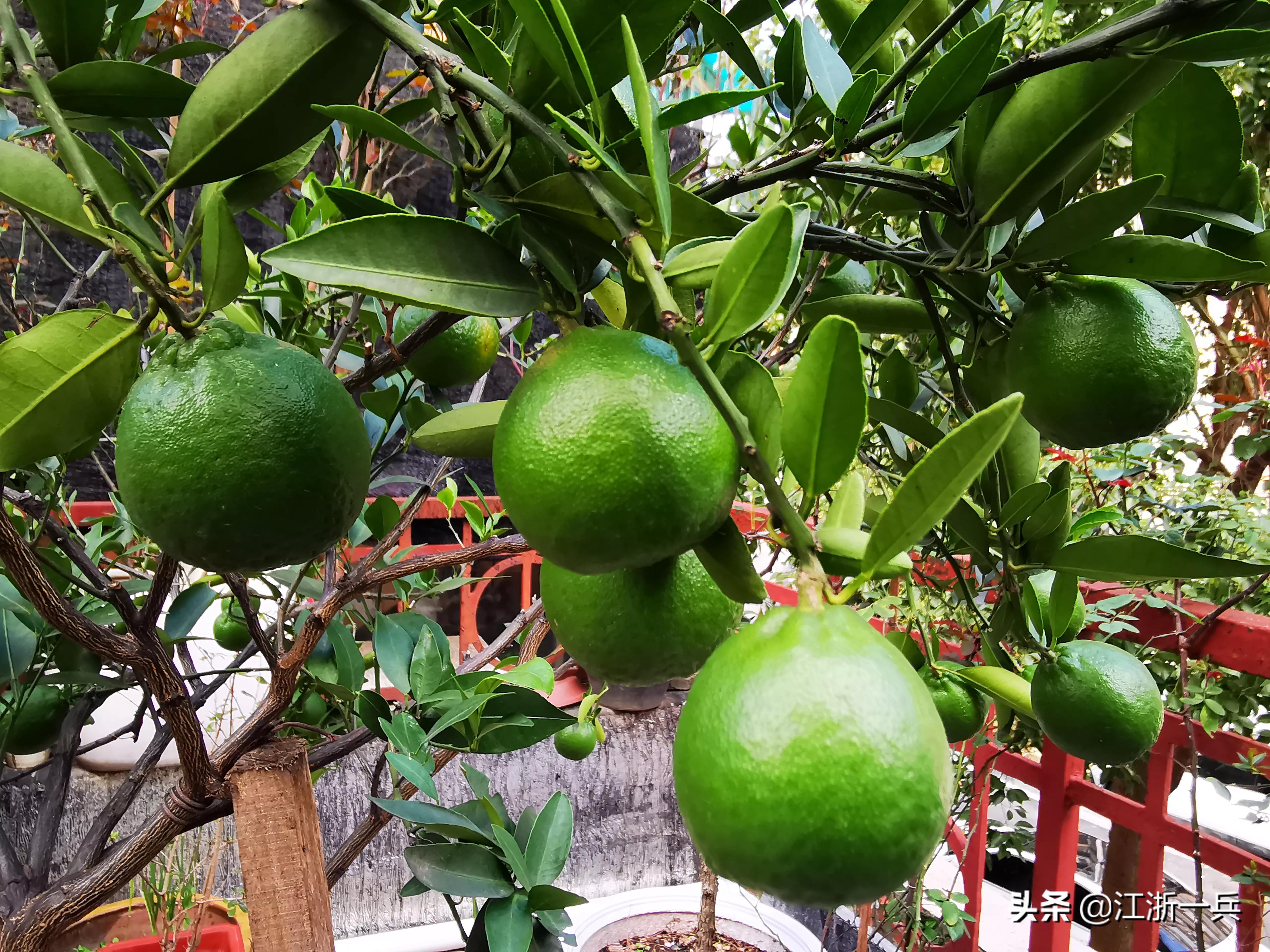 农村亏本生意,乡土散文经典赶集