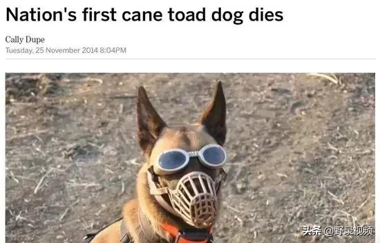 澳洲的蛤蟆有哪些,澳洲蛤蟆泛滥成灾