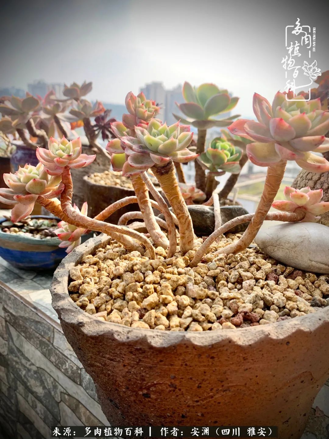 小仙女的阳台多肉,绝美多肉阳台