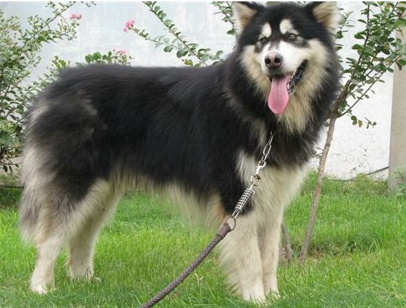 养一只阿拉斯加注意什么,养一只阿拉斯加是什么感觉