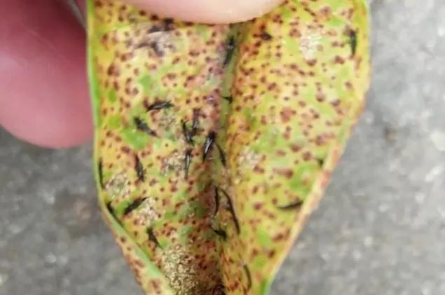 不明小虫咬后奇痒无比,咬人很痒的小黑虫有哪些