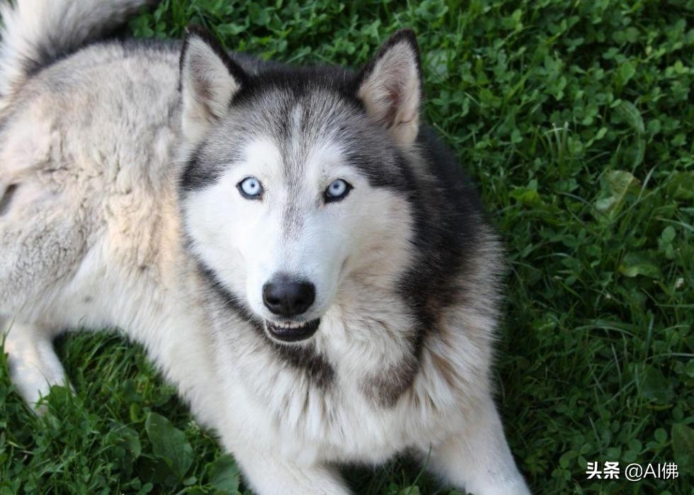 美国最受欢迎的100组小狗名字