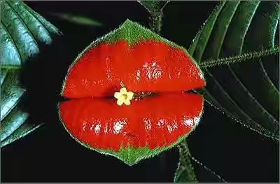 春暖花开的季节感谢大自然的馈赠,好香的蜂蜜感谢大自然的馈赠