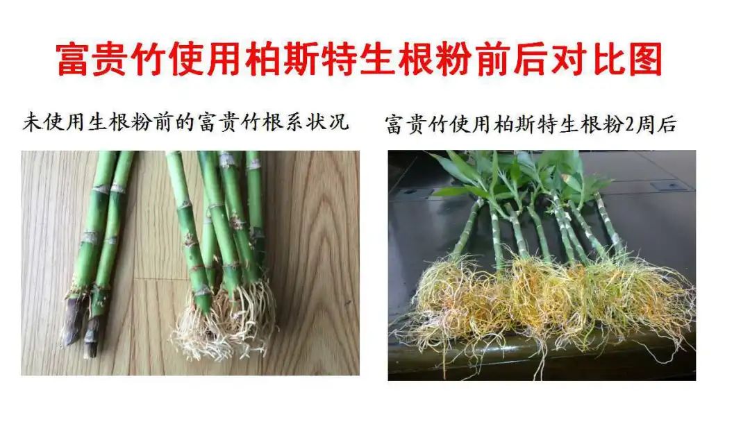 为什么地摊卖绿植,摆地摊卖绿植怎么样