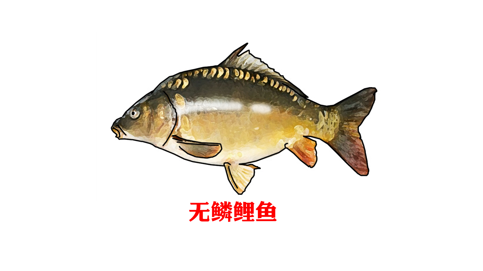 网络曝光坑人的老板,为什么黑坑钓鱼越来越少