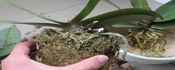 蝴蝶兰根烂了清理图片,蝴蝶兰根烂了可以晒吗