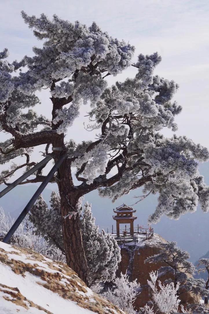 华山雾凇奇观在哪里,爬山看雾凇去哪最好