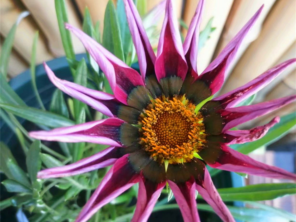 勋章菊花朵不开,勋章菊什么时候开花