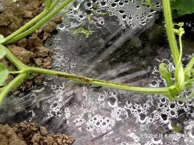 西瓜小叶病西瓜叶片卷曲原因,西瓜龙头皱缩什么原因