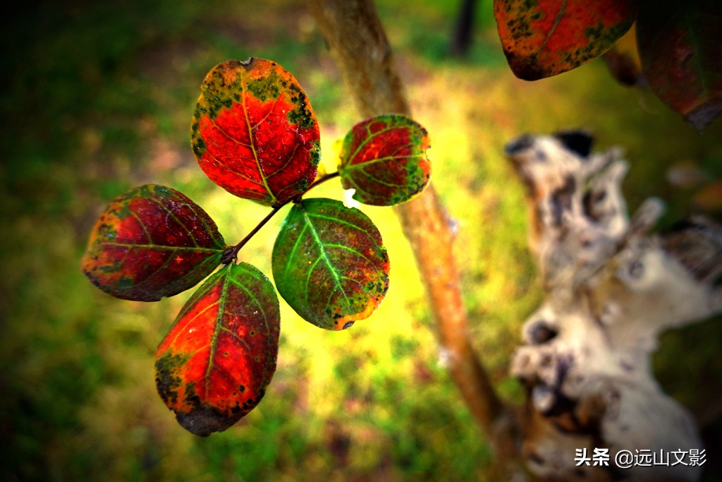 索尼黑卡二怎么拍,索尼黑卡2大光圈拍视频