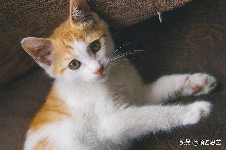 猫咪吃猫粮拉稀,猫咪吃猫粮拉稀怎么办