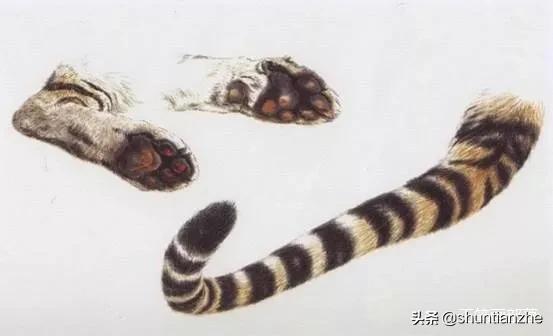 工笔老虎技法教学视频,工笔老虎胸毛的撕毛法