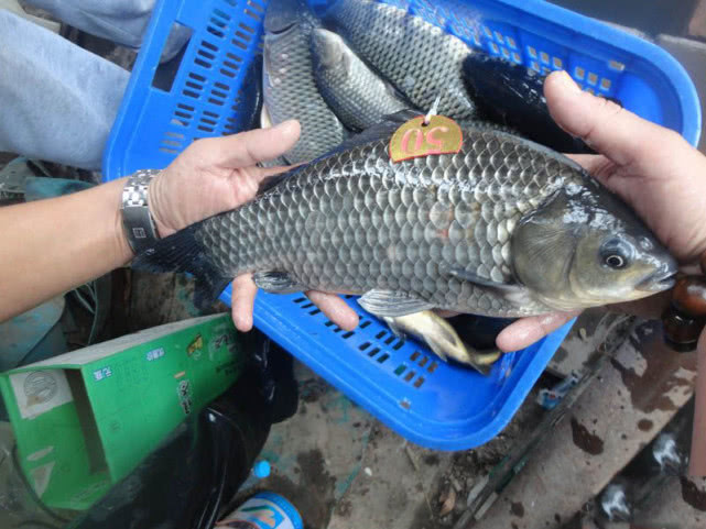 野钓还是传统钓好,野钓选择位置