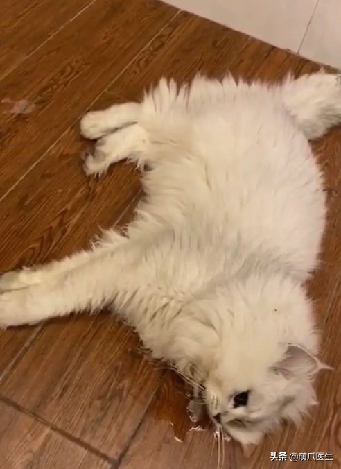go猫粮翻车了怎么处理,猫吃猫粮死了
