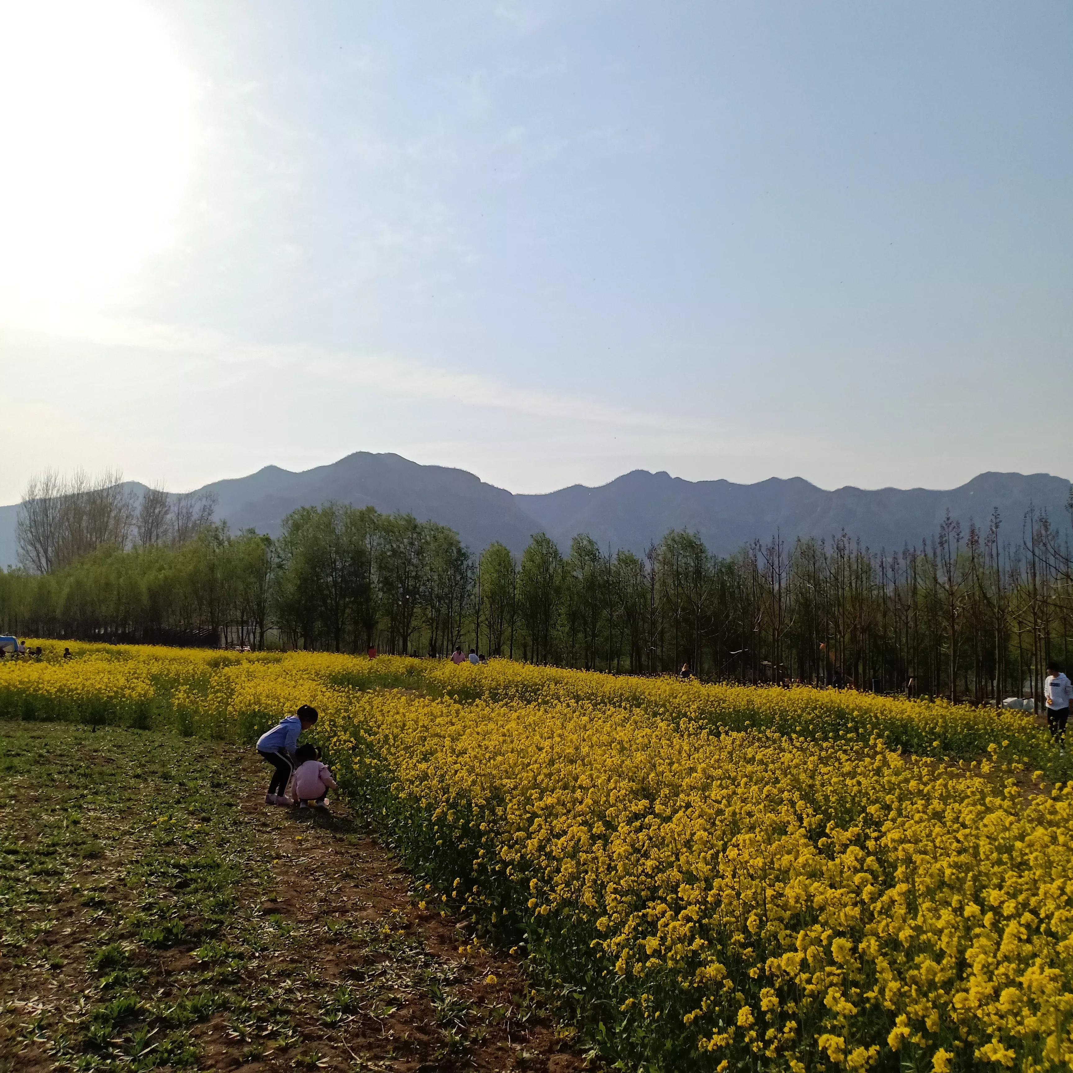 豌豆农庄周末去人多吗,豌豆农庄游玩攻略