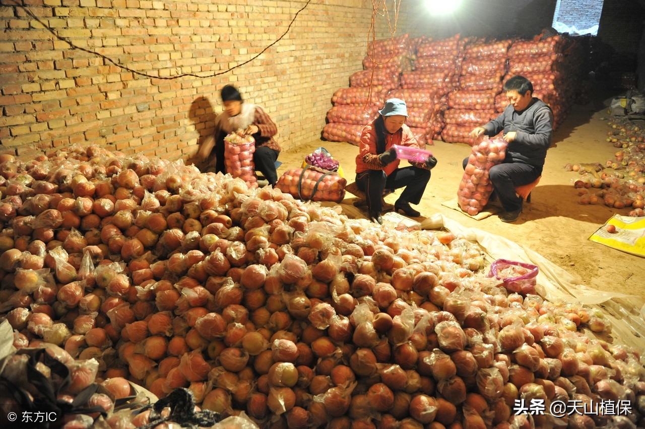 苹果产区行情硬挺,苹果价格回暖行情复苏