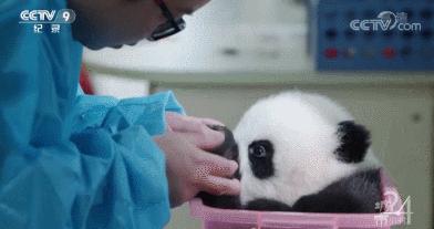 世警会来到成都吗,世警会成都推介