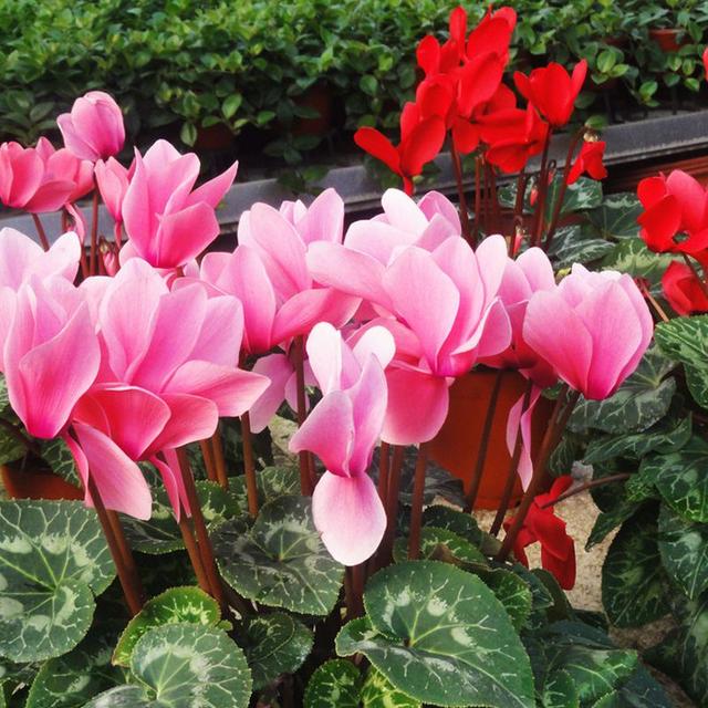 仙客来黄叶怎么补救视频,刚买回来的仙客来叶子发黄怎么办