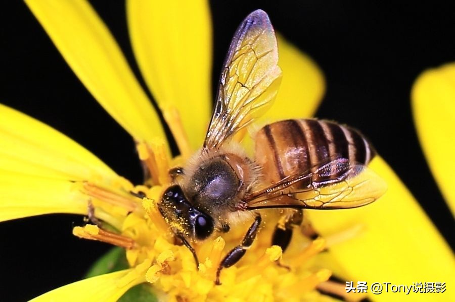 微距拍摄照片技巧有哪些,拍摄微距镜头如何构图