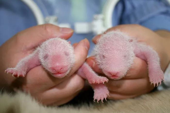 大熊猫繁衍问题,大熊猫繁衍有多难