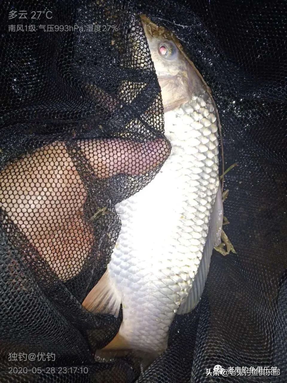 老鬼夏季大板鲫狂拉黑坑开饵视频,老鬼湖库之王狂拉大板鲫怎么样