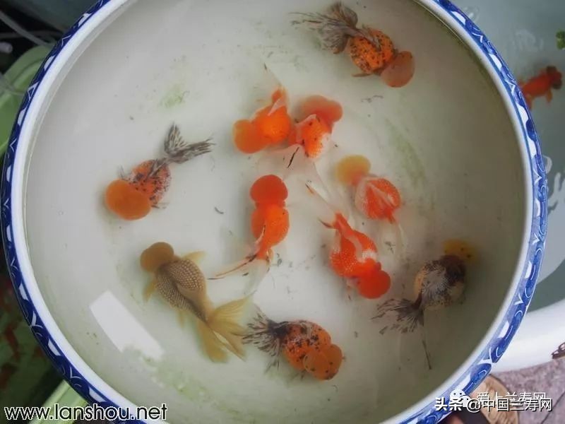 国宝级皇冠珍珠金鱼视频,皇冠珍珠金鱼视频