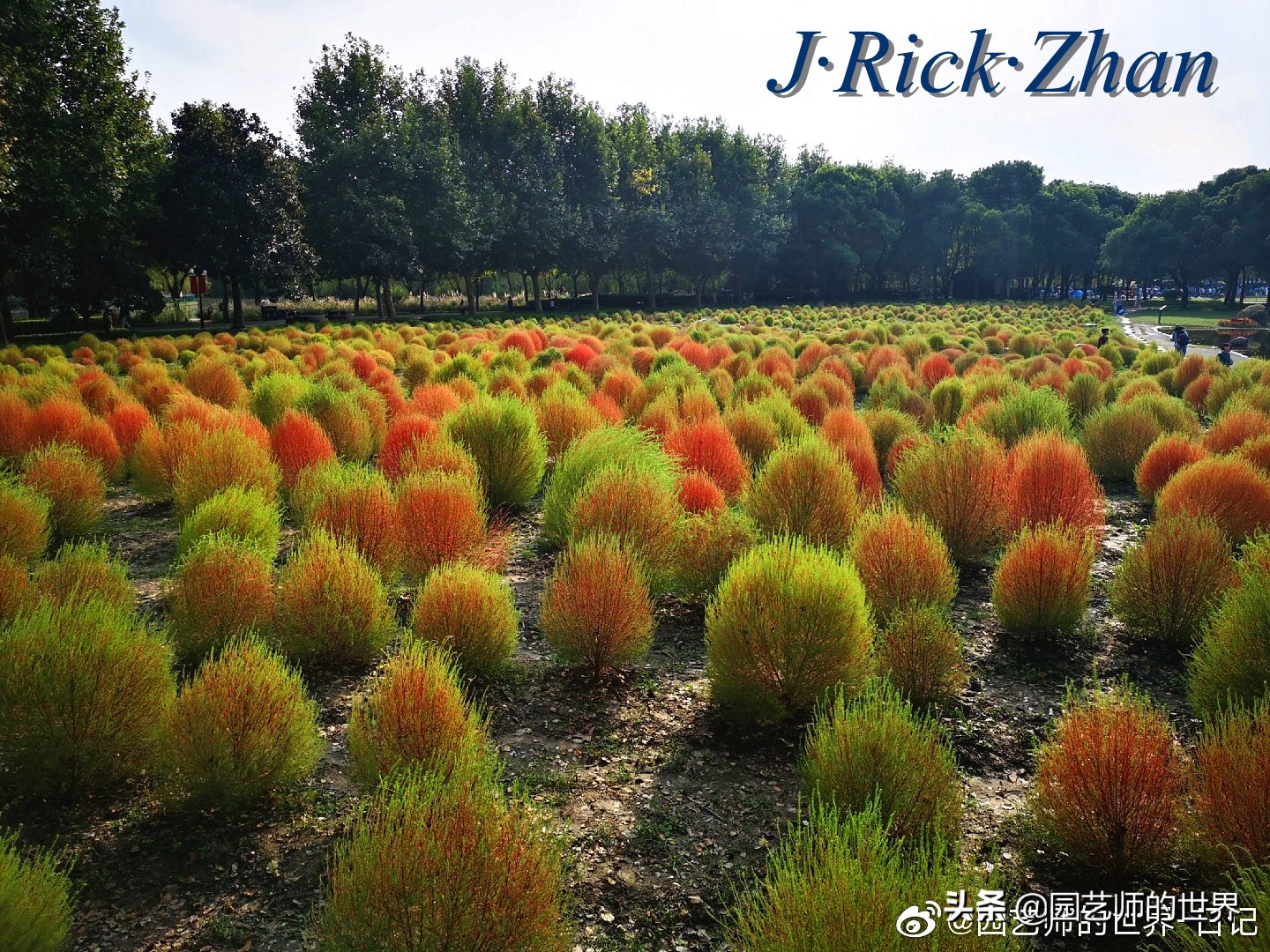 红色地肤草的种植方法,红地肤怎么养