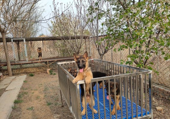 德牧来人不叫不看家,德牧不会看门