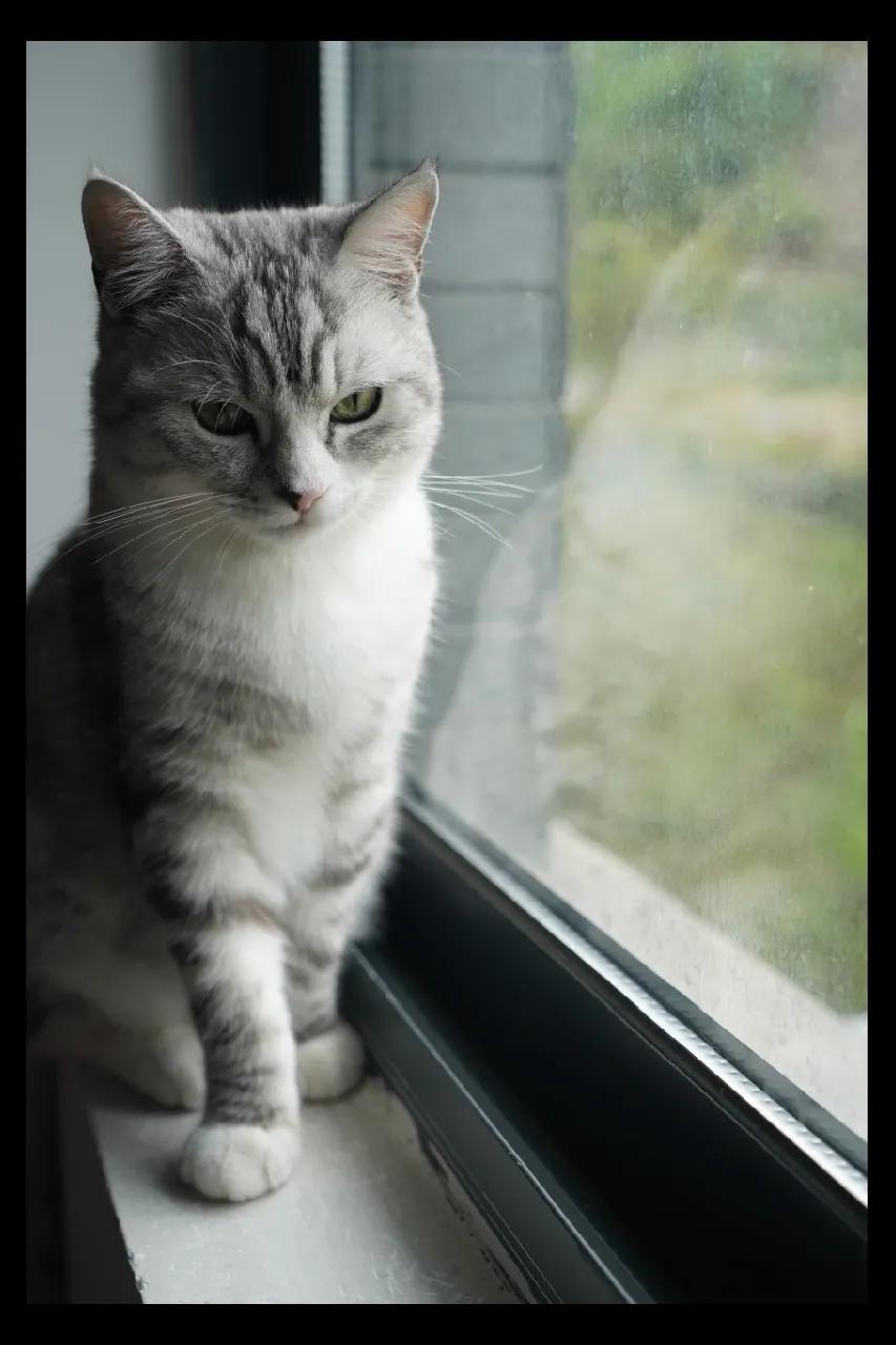 养宠小芝士|怀孕难道不能养猫吗？这里有你想要的答案