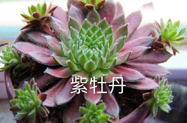 长寿花属多肉类植物,多肉类植物有哪些