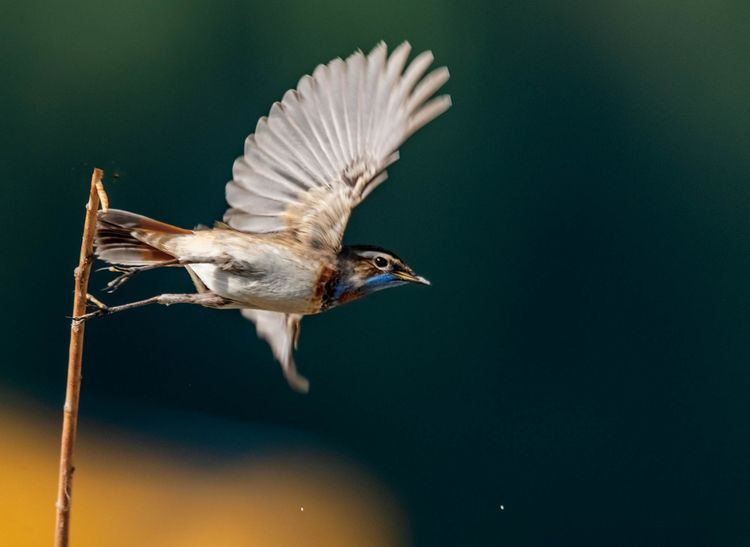 情人岛拍摄地点,情人岛航拍视频